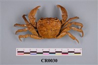 藏品(平底蟹)的圖片